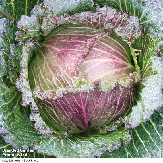 Cabbage Savoy 'January King 3' - Seeds