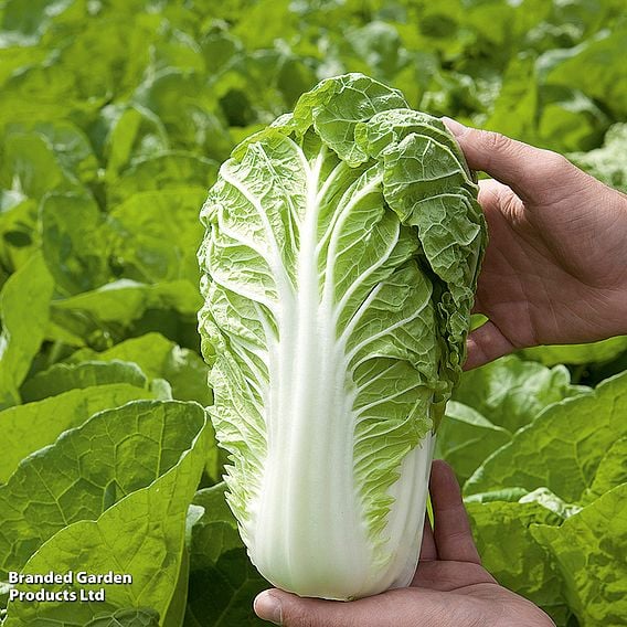 Cabbage Chinese 'Manoko' F1 - Organic Seeds