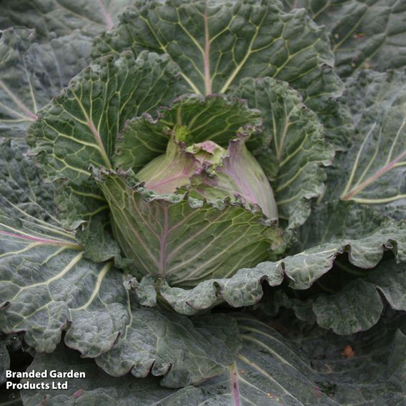 Cabbage 'Marabel' F1 - Seeds