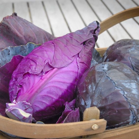 Cabbage 'Matterhorn' F1 - Seeds