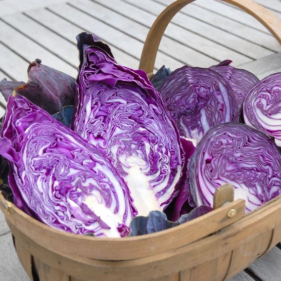 Cabbage 'Matterhorn' F1 - Seeds
