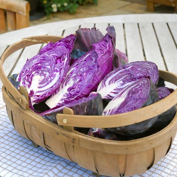 Cabbage 'Matterhorn' F1 - Seeds