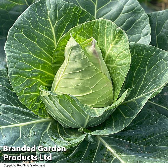 Cabbage 'Marquess' F1 (Autumn Sweetheart Type) - Seeds