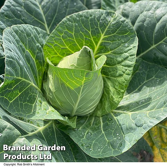 Cabbage 'Marquess' F1 (Autumn Sweetheart Type) - Seeds