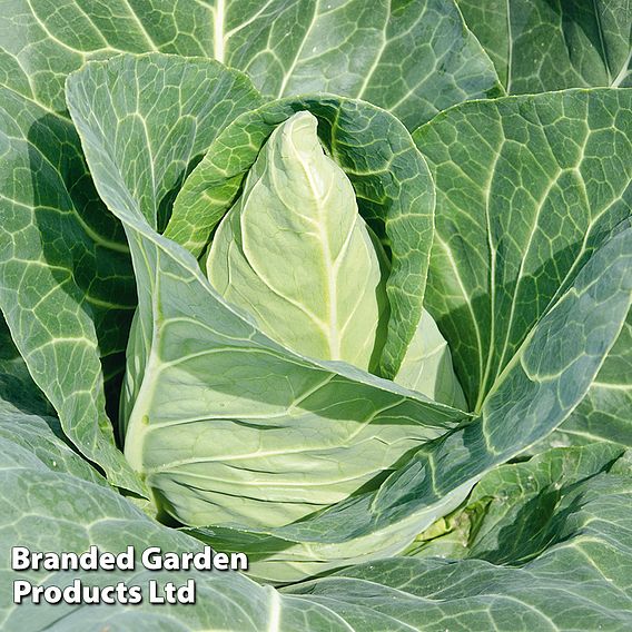 Cabbage 'Marquess' F1 (Autumn Sweetheart Type) - Seeds