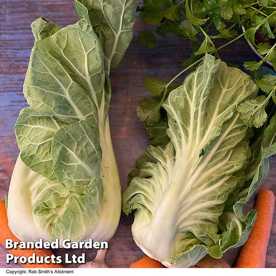 Cabbage 'Luzia' F1 (Summer) - Seeds