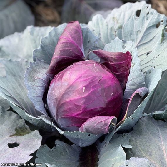 Cabbage 'Pretino' F1 - Seeds