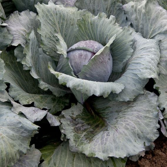 Cabbage 'Pretino' F1 - Seeds