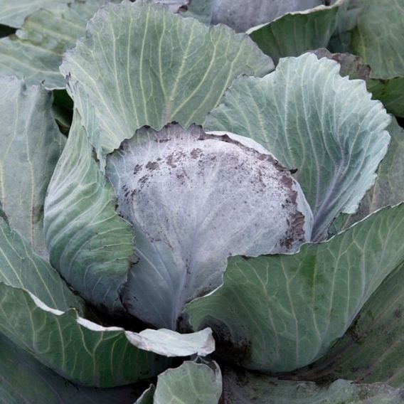 Cabbage 'Pretino' F1 - Seeds
