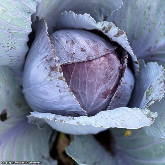 Cabbage 'Red Bowl' F1 - Seeds