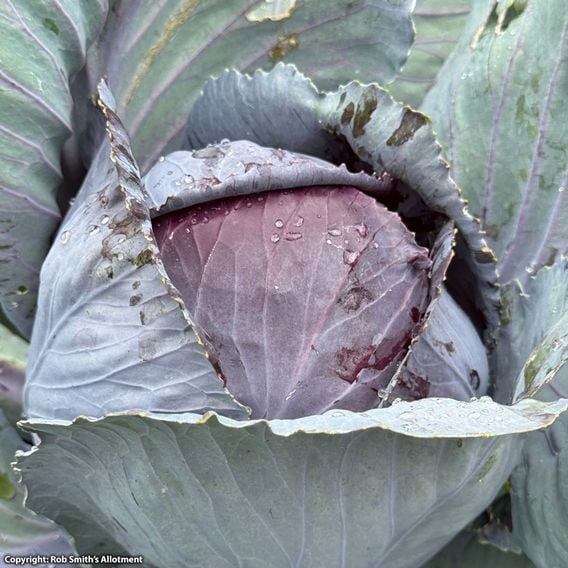 Cabbage 'Red Bowl' F1 - Seeds