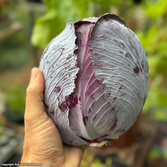 Cabbage 'Red Bowl' F1 - Seeds