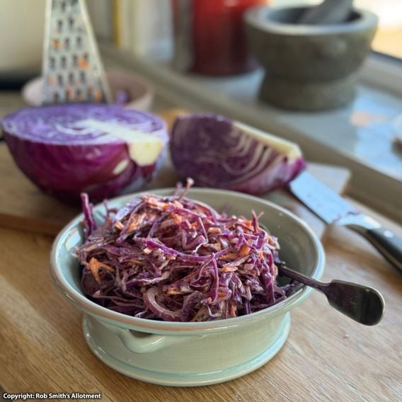 Cabbage 'Red Bowl' F1 - Seeds