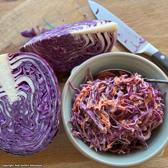 Cabbage 'Red Bowl' F1 - Seeds