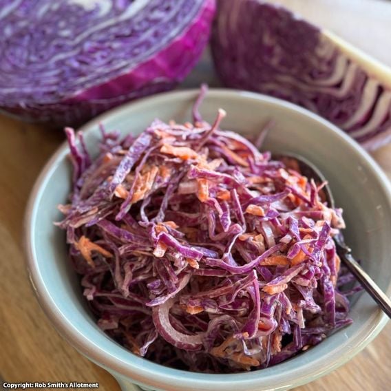 Cabbage 'Red Bowl' F1 - Seeds