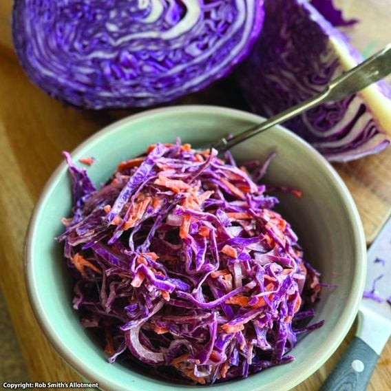 Cabbage 'Red Bowl' F1 - Seeds