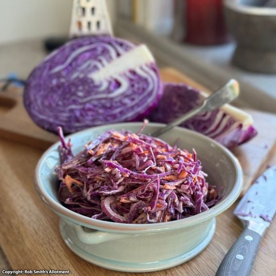 Cabbage 'Red Bowl' F1 - Seeds