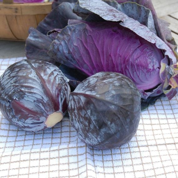 Cabbage 'Red Bowl' F1 - Seeds