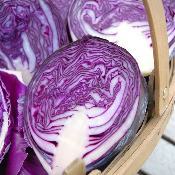 Cabbage 'Red Bowl' F1 - Seeds