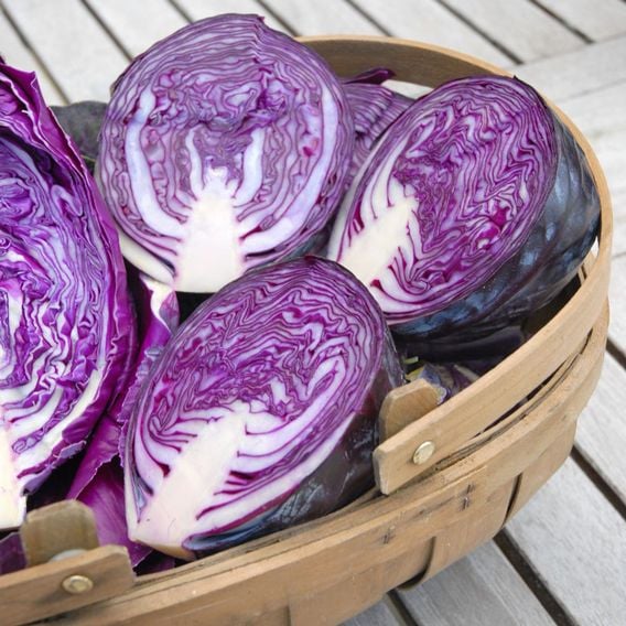 Cabbage 'Red Bowl' F1 - Seeds