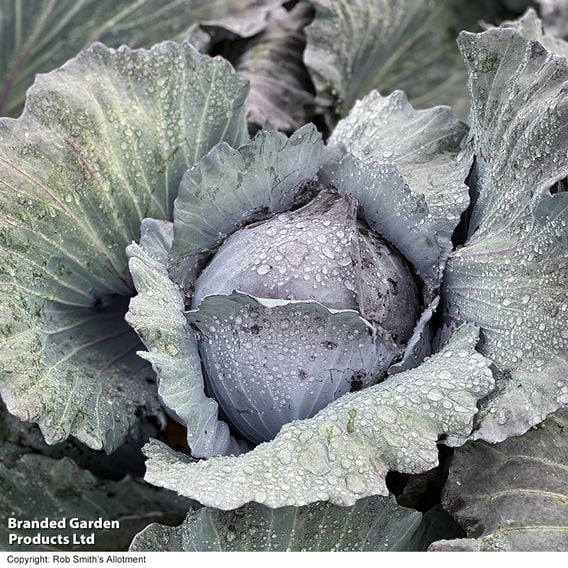 Cabbage 'Klimaro' (Red) F1 - Organic Seeds