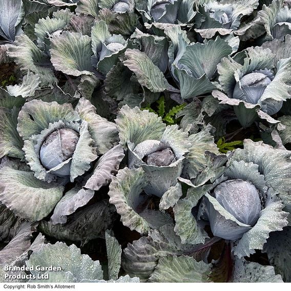 Cabbage 'Klimaro' (Red) F1 - Organic Seeds