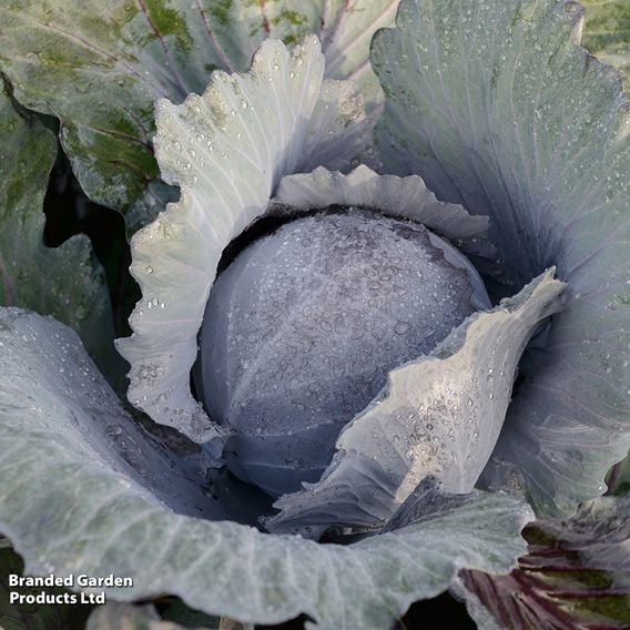 Cabbage 'Klimaro' (Red) F1 - Organic Seeds