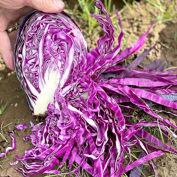 Cabbage (Red) Seeds - Romanov F1