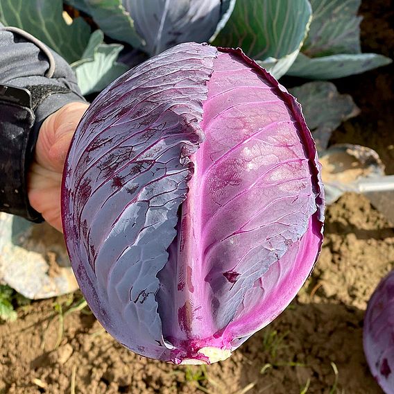 Cabbage (Red) Seeds - Romanov F1