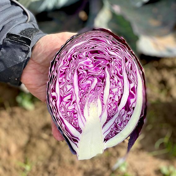 Cabbage (Red) Seeds - Romanov F1