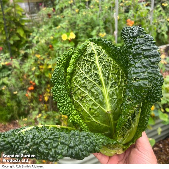 Cabbage 'Stelvio' F1 (Pointed Savoy) - Seeds
