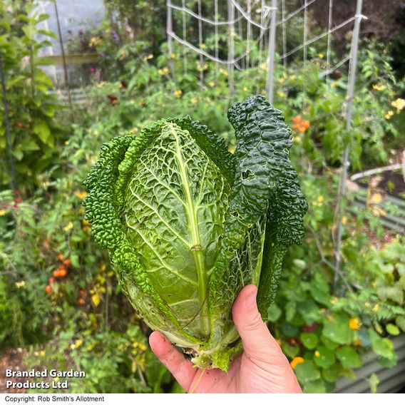 Cabbage 'Stelvio' F1 (Pointed Savoy) - Seeds