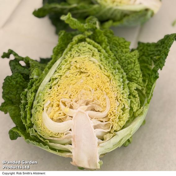 Cabbage 'Stelvio' F1 (Pointed Savoy) - Seeds