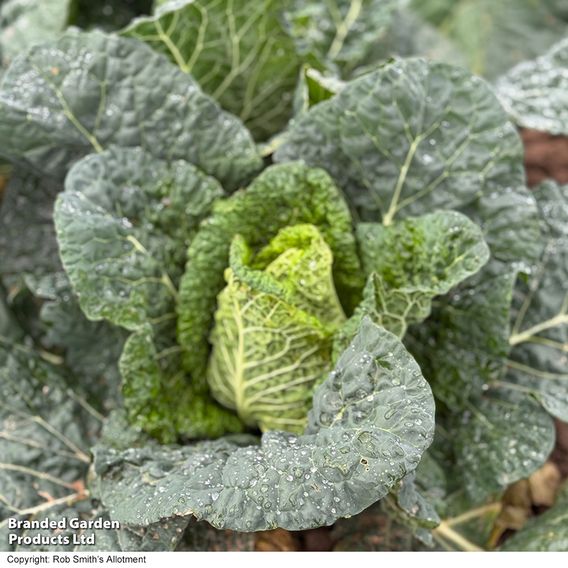 Cabbage 'Stelvio' F1 (Pointed Savoy) - Seeds
