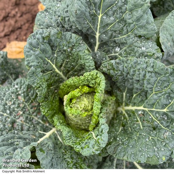 Cabbage 'Stelvio' F1 (Pointed Savoy) - Seeds