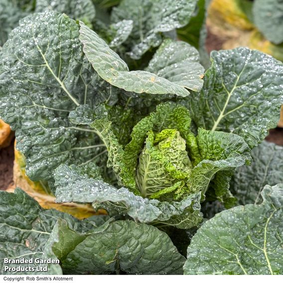 Cabbage 'Stelvio' F1 (Pointed Savoy) - Seeds