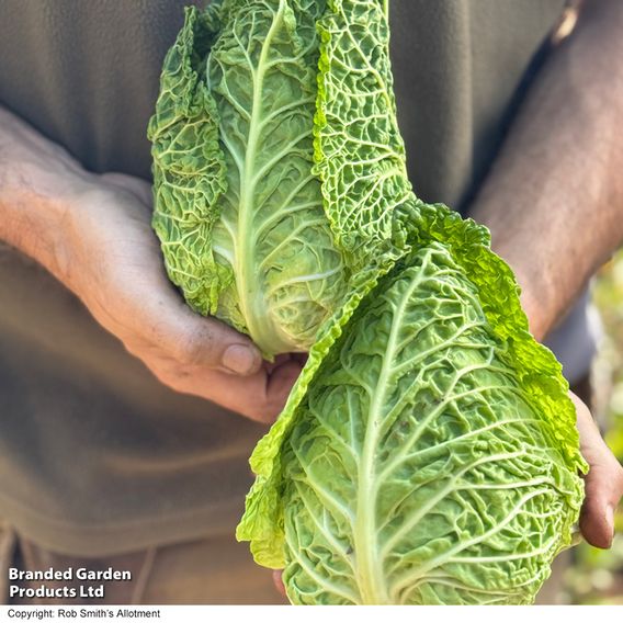 Cabbage 'Stelvio' F1 (Pointed Savoy) - Seeds