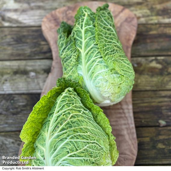 Cabbage 'Stelvio' F1 (Pointed Savoy) - Seeds
