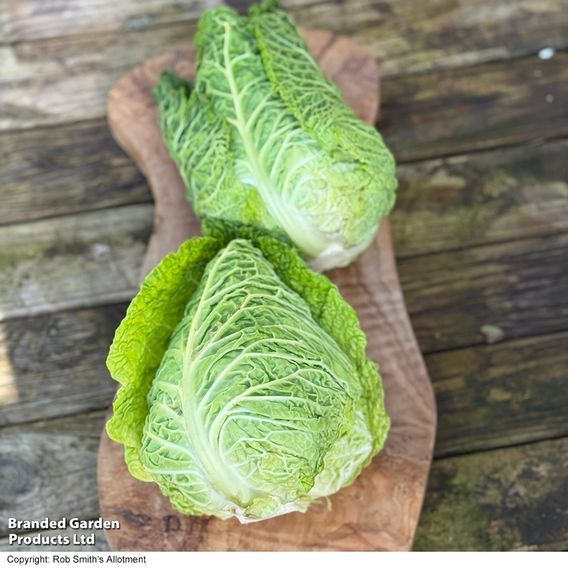 Cabbage 'Stelvio' F1 (Pointed Savoy) - Seeds
