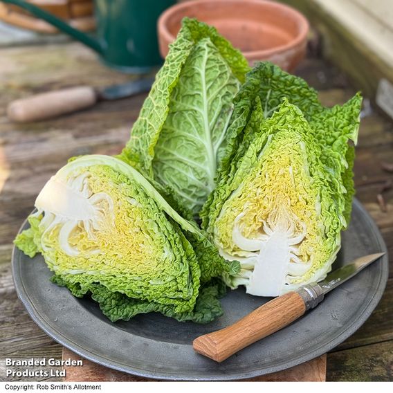Cabbage 'Stelvio' F1 (Pointed Savoy) - Seeds