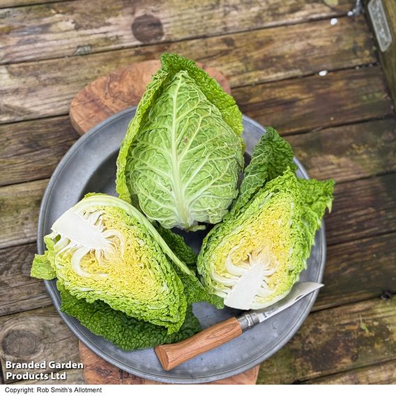 Cabbage 'Stelvio' F1 (Pointed Savoy) - Seeds