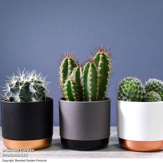 Cactus Mix