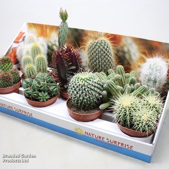 Cactus Mix