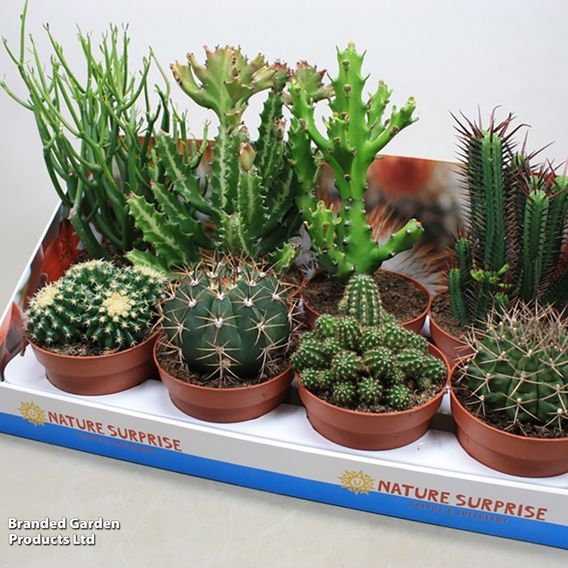 Cactus Mix