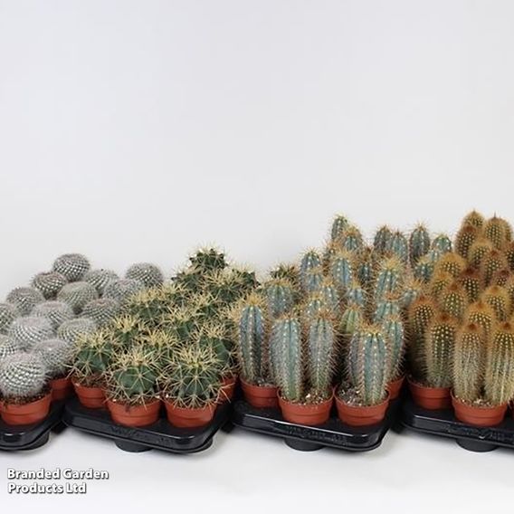 Cactus Mix