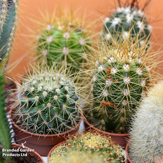 Cactus Mix
