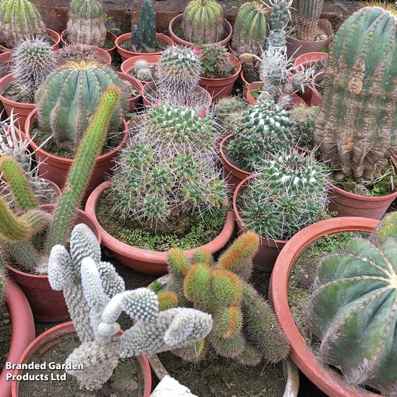 Cactus Mix