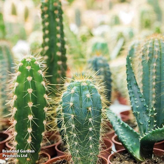 Cactus Mix