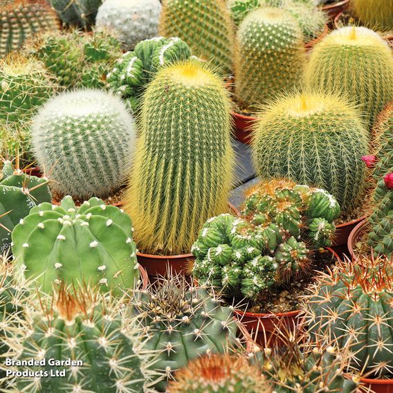 Cactus Mix