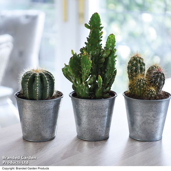 Cactus Mix